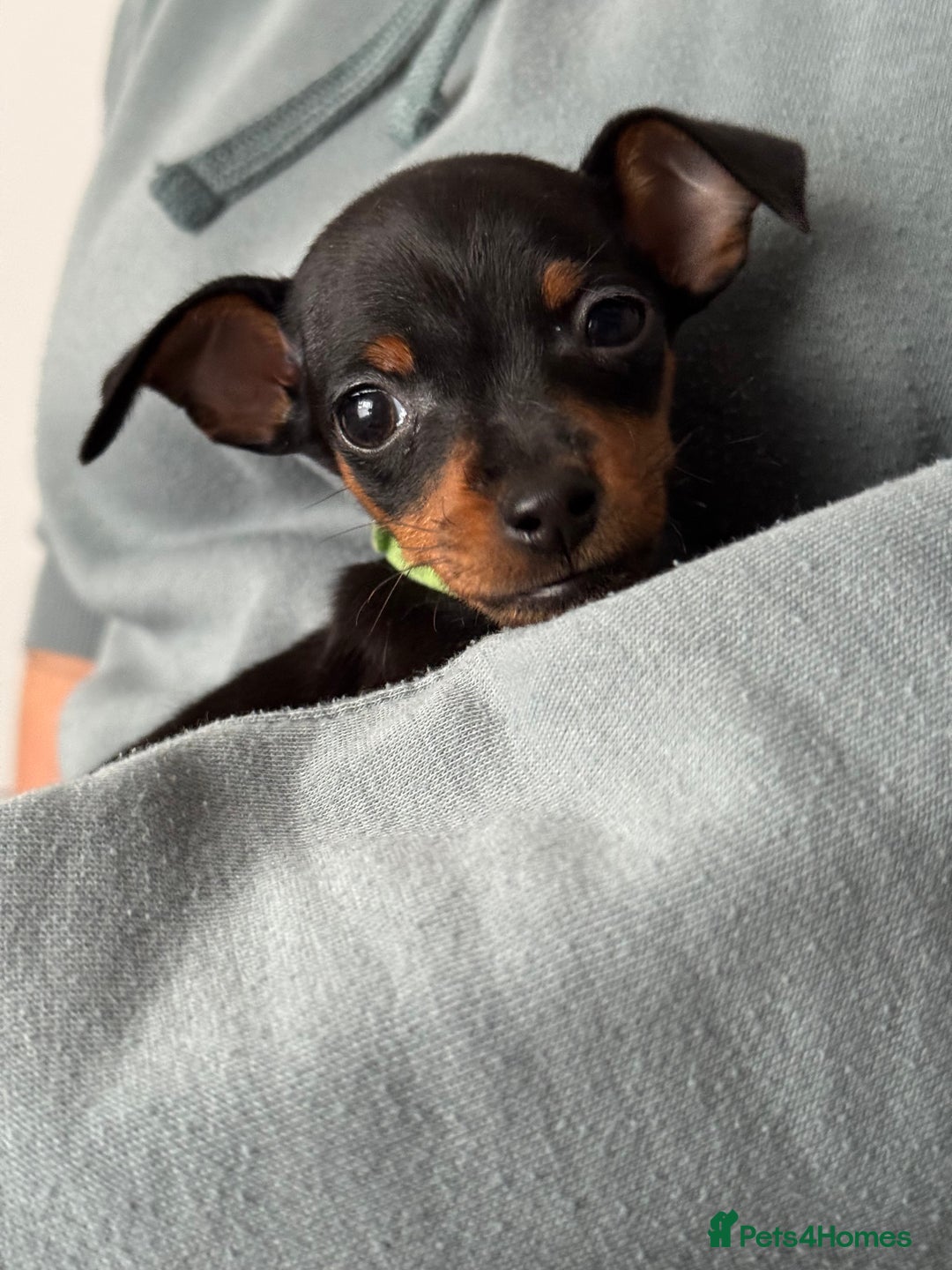 Miniature Pinscher dogs for sale: Not KC Reg Miniature Pincher Girl - Image 18