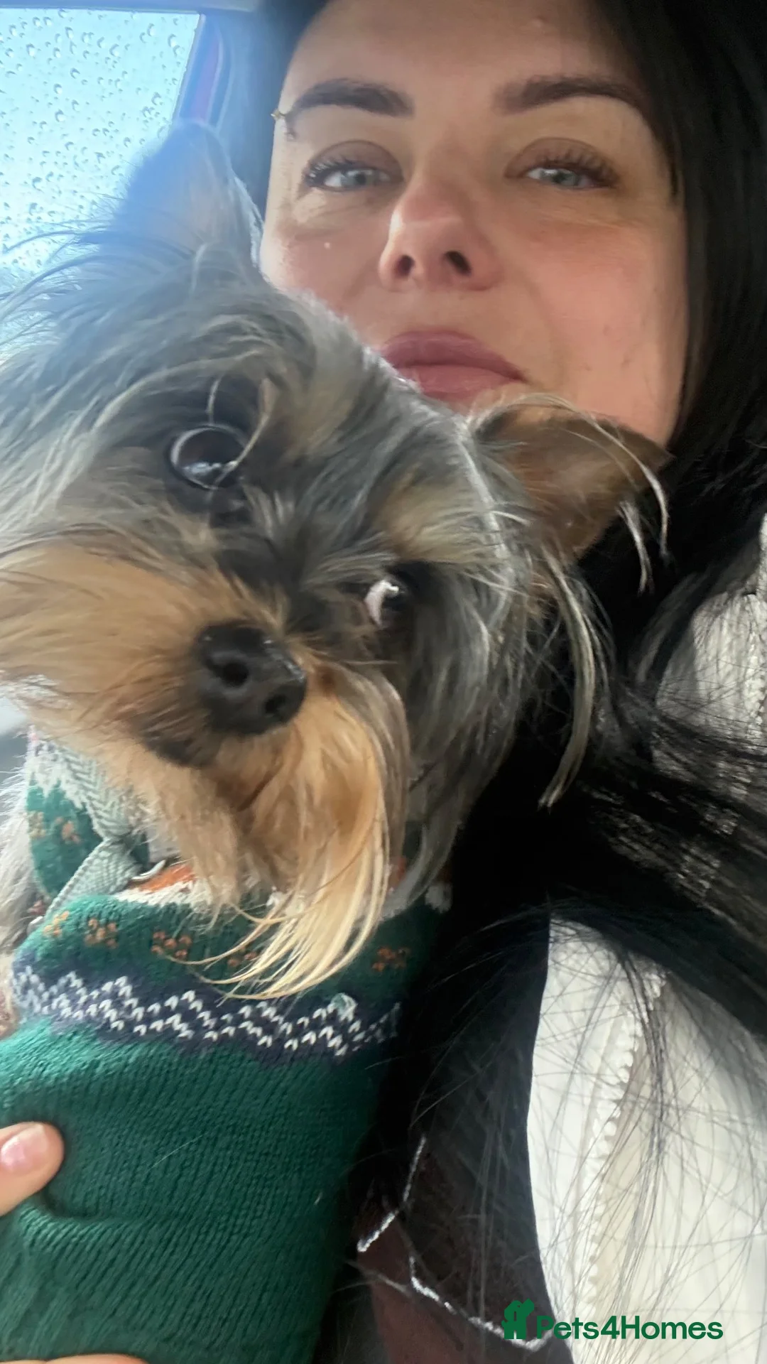 Yorkshire Terrier dogs for sale: Mini yorkie - Advert 1