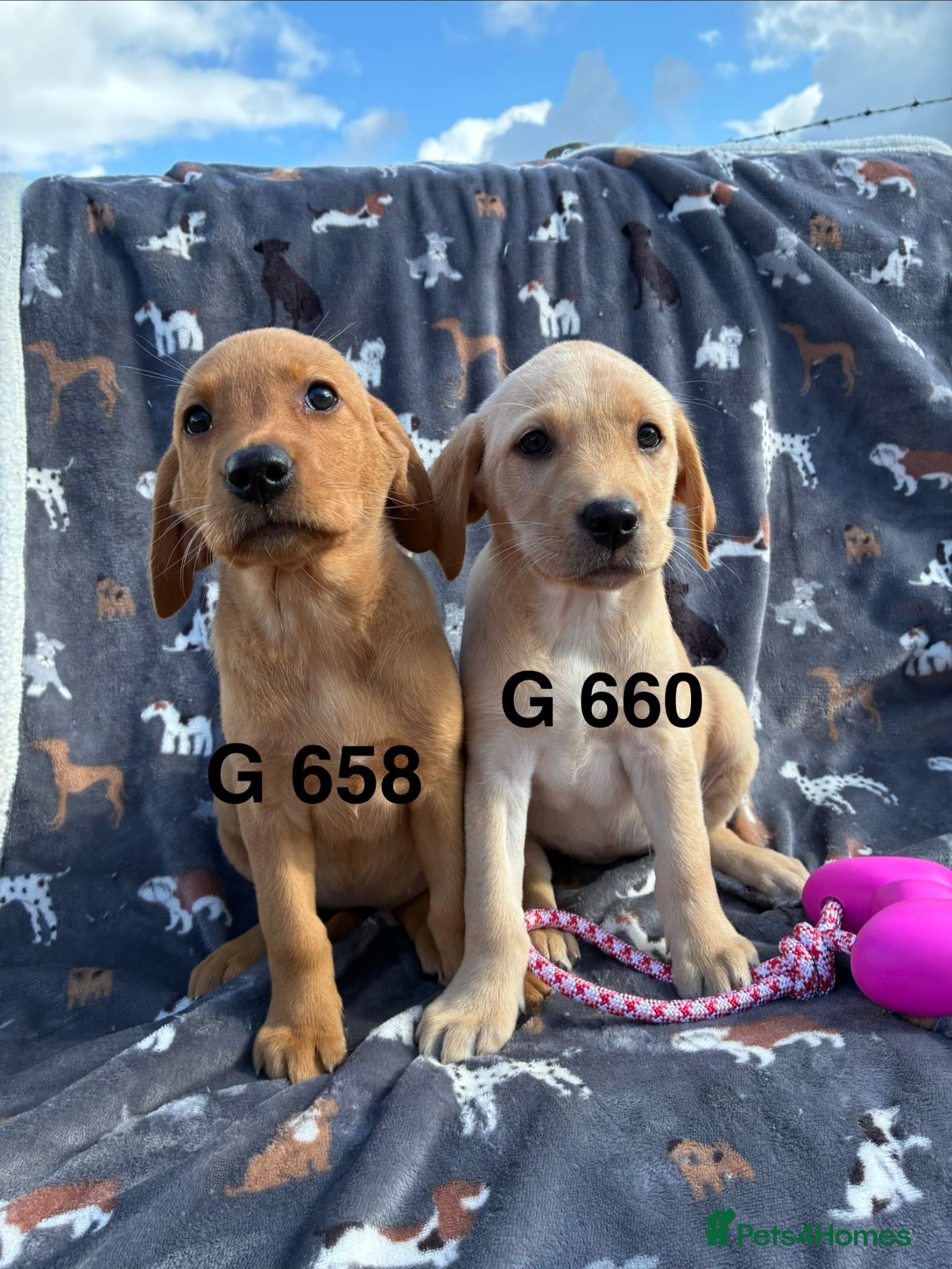 Labrador Retriever dogs KC Labrador Puppies Available  - Advert 16