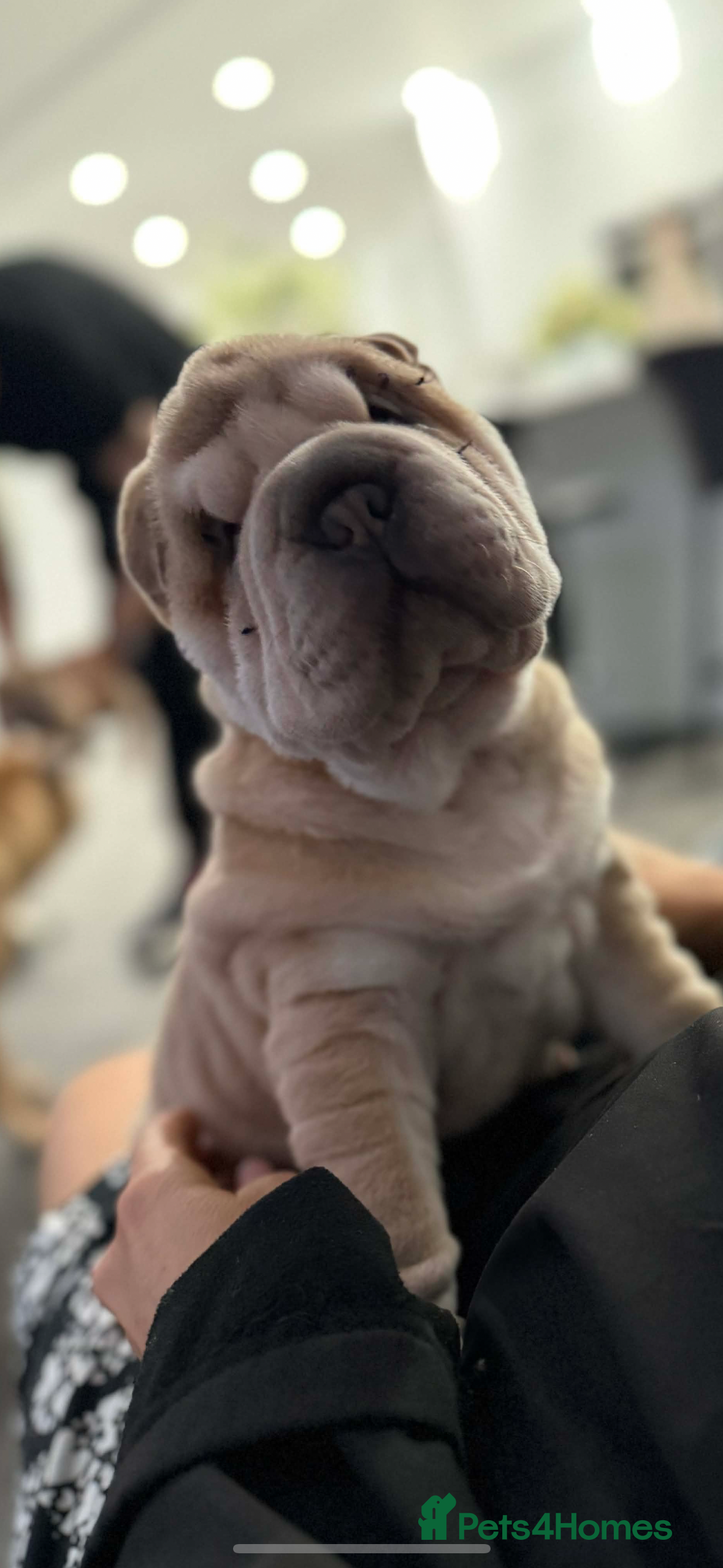 Shar Pei dogs Shar pei puppies  - Advert 2