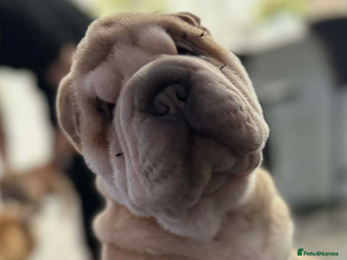 Shar Pei dogs Shar pei puppies - Advert 2