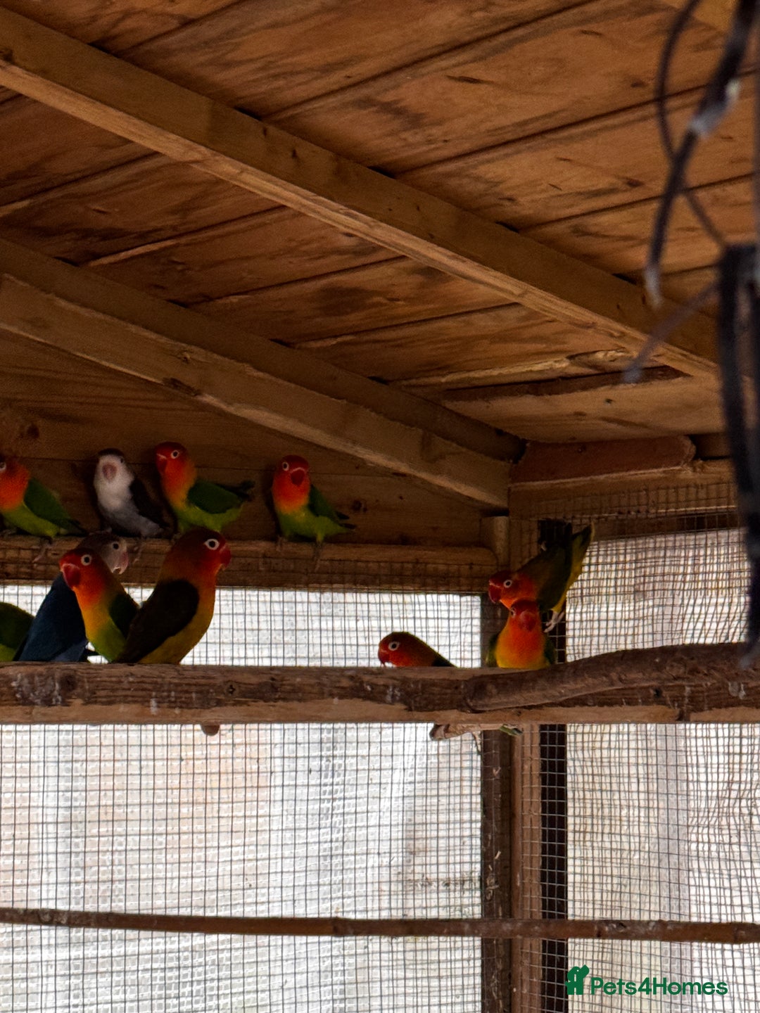 Lovebirds birds for sale: Lovebirds for sale - Advert 7