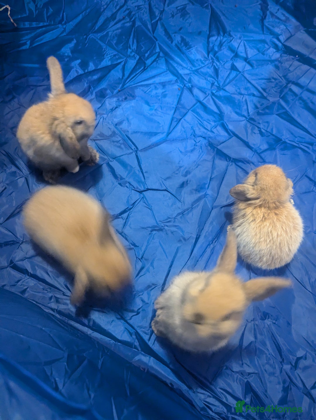 Mini Lop rabbits for sale: Baby pure bred mini lop rabbits - Image 7