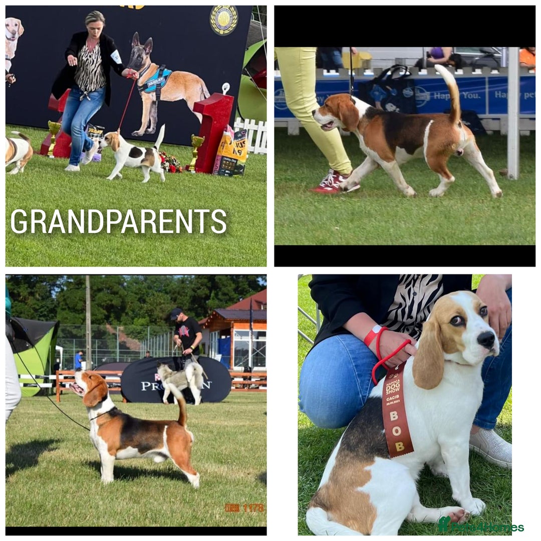 Beagle dogs for sale: Beautiful KC Beagle Puppies – DNA Health Tested  - Image 21
