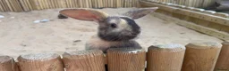 Mixed Breed rabbits for sale: Rabbits for sale - Advert 4