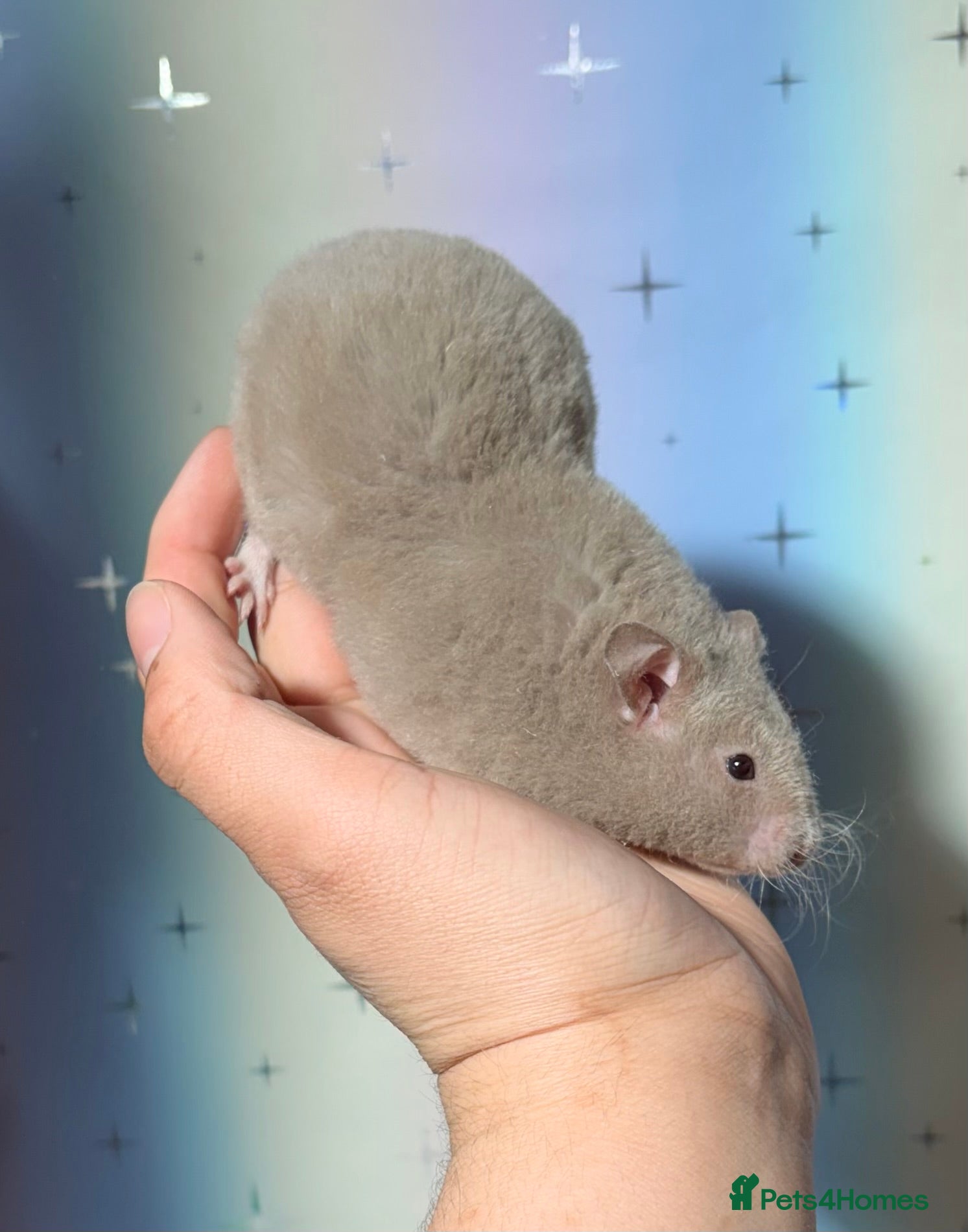 Hamster rodents BABY TAME PEDIGREE SYRIAN HAMSTERS  - Advert 5