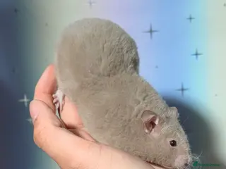 Hamster rodents BABY TAME PEDIGREE SYRIAN HAMSTERS - Advert 10