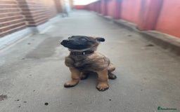 Mixed Breed dogs for sale: German shepherd cross Belgian malinios 8 months  - Image 17