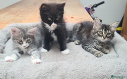 Maine Coon cats for sale: Two beautiful Maine Coon X Kittens  in Romsey - Image 1