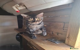 Bengal cats for stud: OUTSTANDING SILVER CHARCOAL BENGAL STUD - Image 3