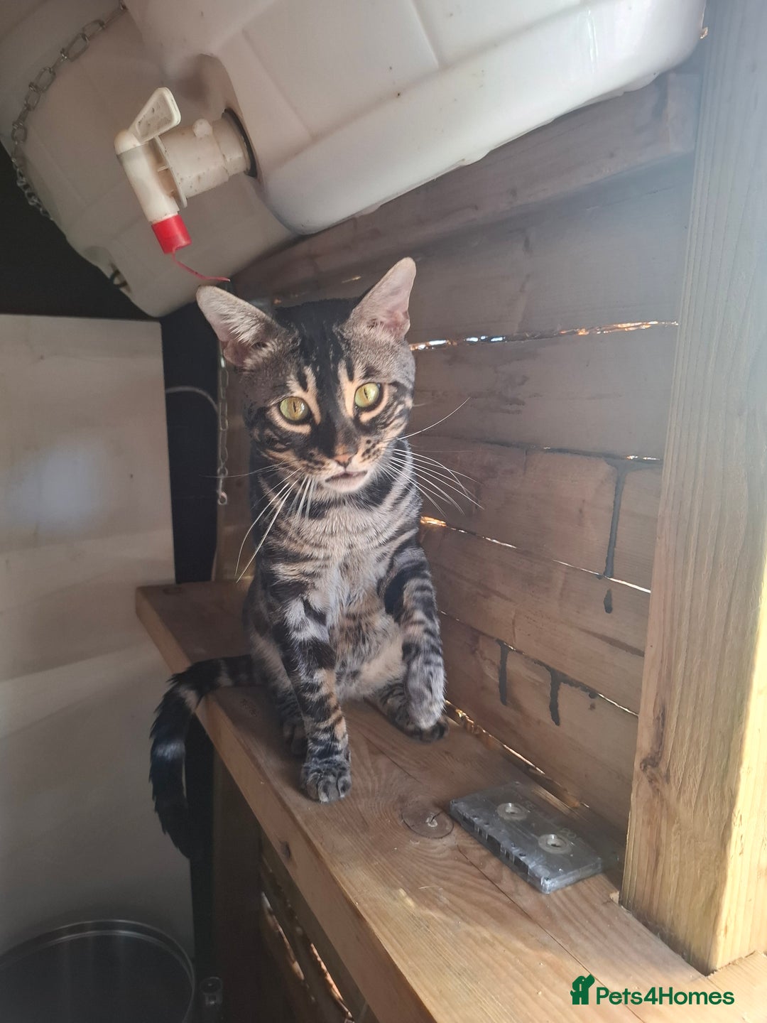 Bengal cats for stud: OUTSTANDING SILVER CHARCOAL BENGAL STUD - Image 3