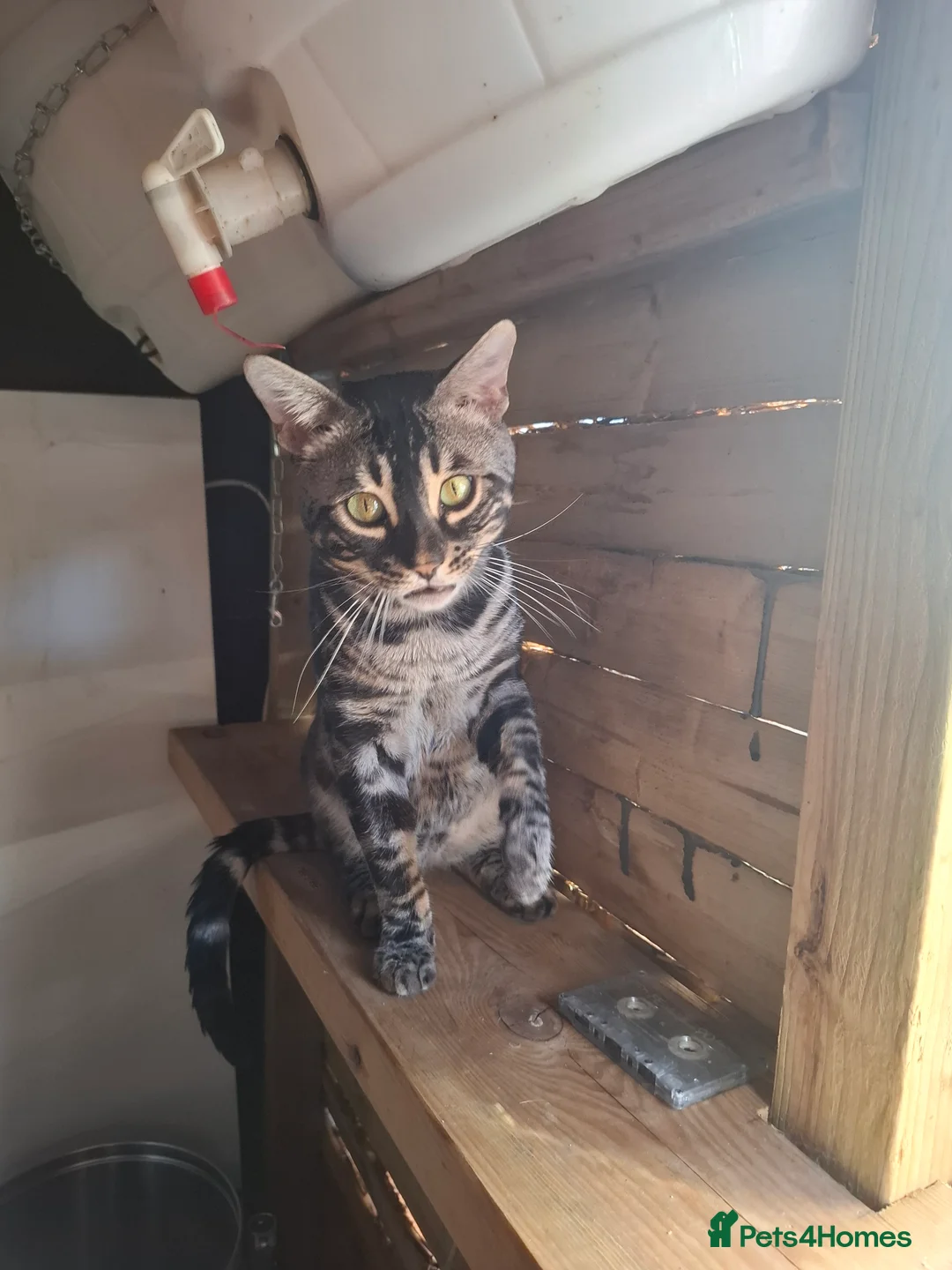 Bengal cats for stud: OUTSTANDING SILVER CHARCOAL BENGAL STUD - Advert 10