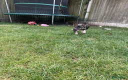 French Bulldog dogs for sale: French Bulldog male looking for his forever home  - Image 5