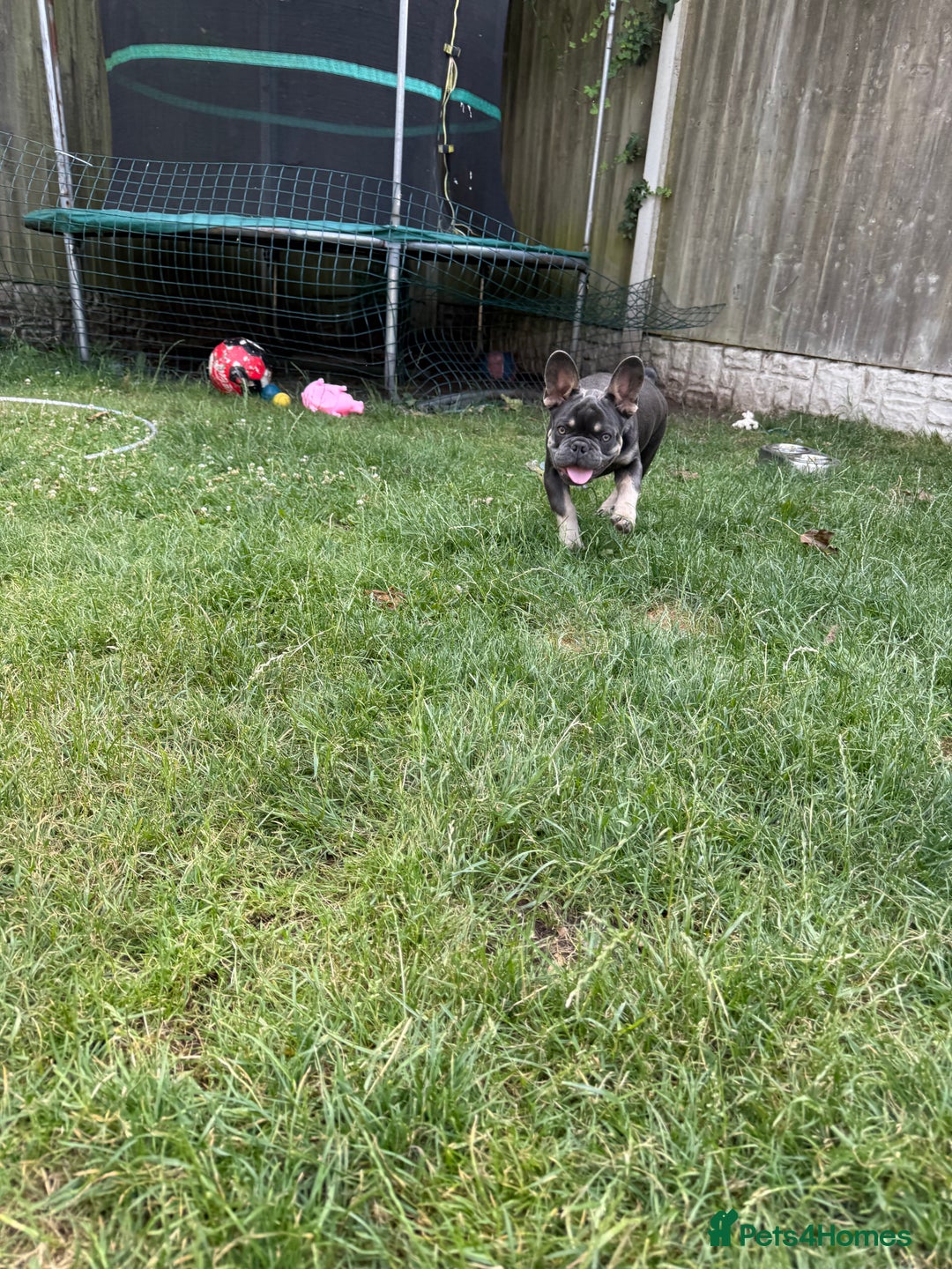 French Bulldog dogs for sale: French Bulldog male looking for his forever home  - Image 5