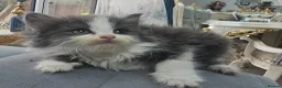 Persian cats for sale: Lovley half perian  - Advert 15