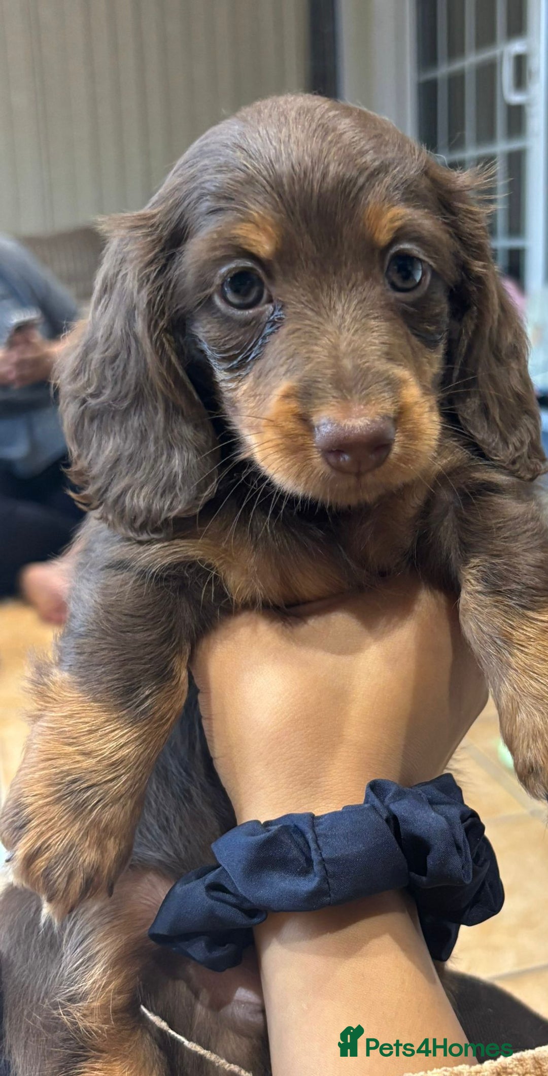 Miniature Dachshund dogs for sale: Stunning top quality miniature dachshund babies  - Advert 1