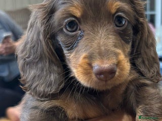 Miniature Dachshund dogs for sale: Stunning top quality miniature dachshund babies - Advert 1
