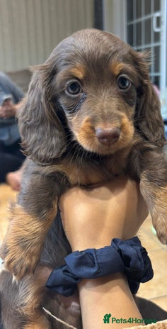 Miniature Dachshund dogs Stunning top quality miniature dachshund babies - Advert 2