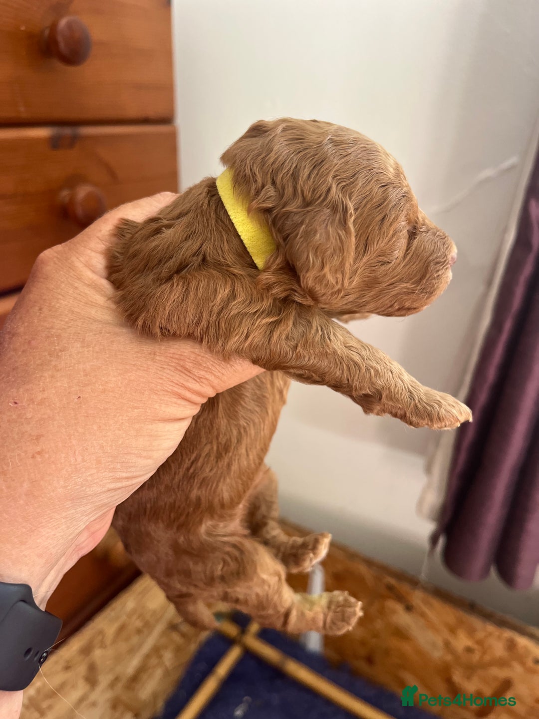 Cockapoo dogs for sale: Gorgeous F1b fox red cockapoo puppies  - Image 12