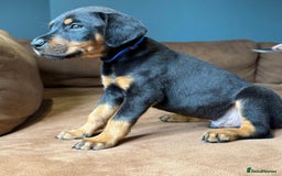 Dobermann dogs for sale: Gorgeous Rottweiler crossed with Red Doberman  - Image 2