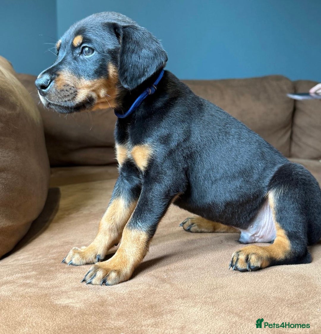 Dobermann dogs for sale: Gorgeous Rottweiler crossed with Red Doberman  - Image 2