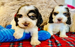 Cocker Spaniel dogs for sale: KC Show cocker spaniel pups chocolate Sable Roan   - Image 1
