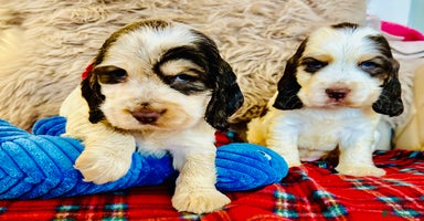 Cocker Spaniel dogs Last Male Kc Cocker Spaniel Simbawood Sire  - Advert 3