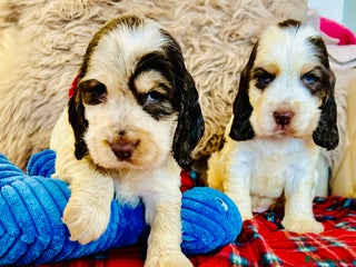 Cocker Spaniel dogs for sale - Advert 1