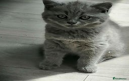 Scottish Fold cats for sale: Scottish fold - Image 1