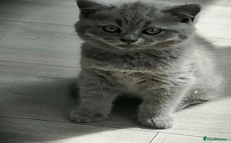 Scottish Fold cats - Advert 1