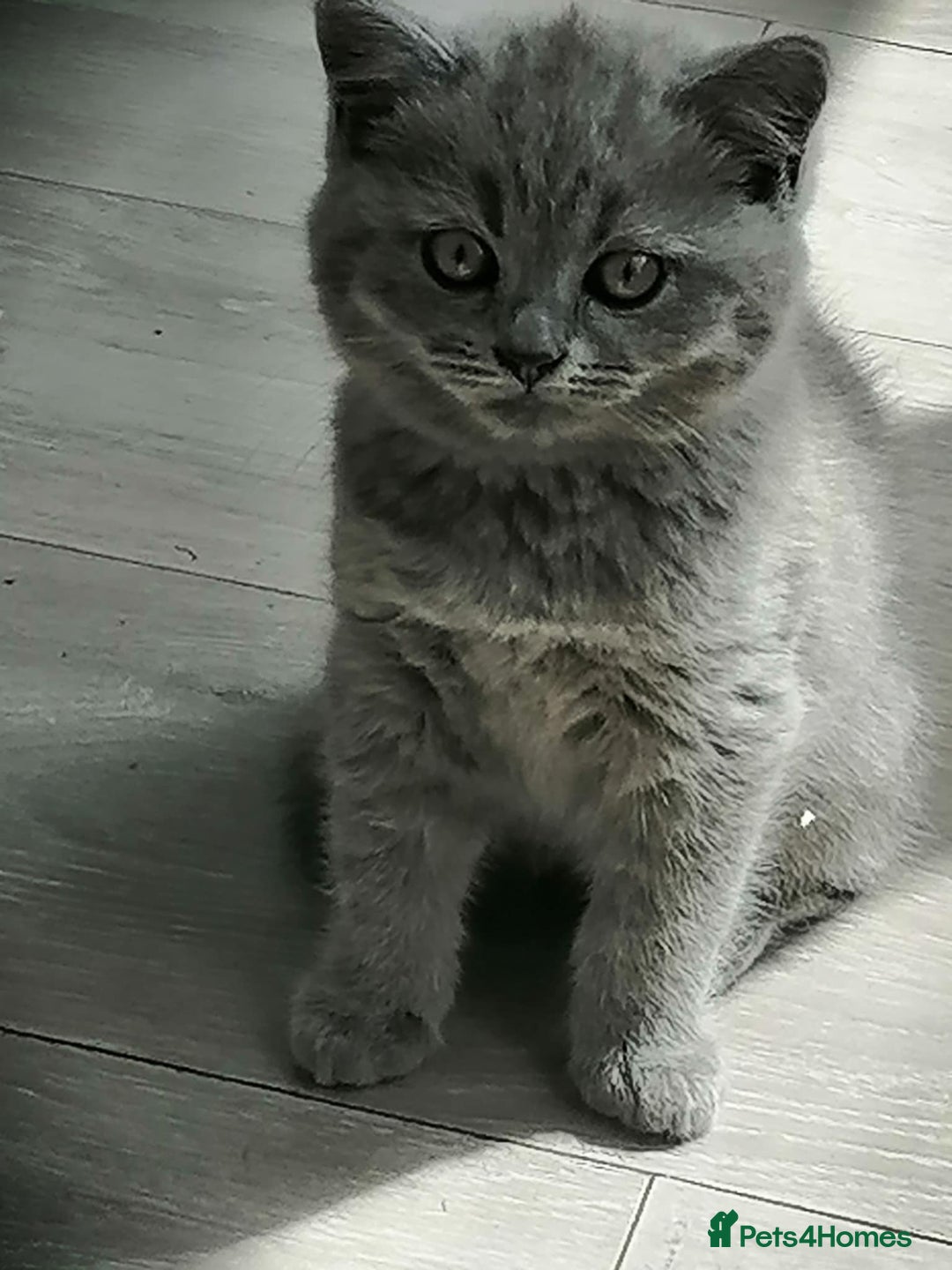 Scottish Fold cats for sale: Scottish fold - Image 1