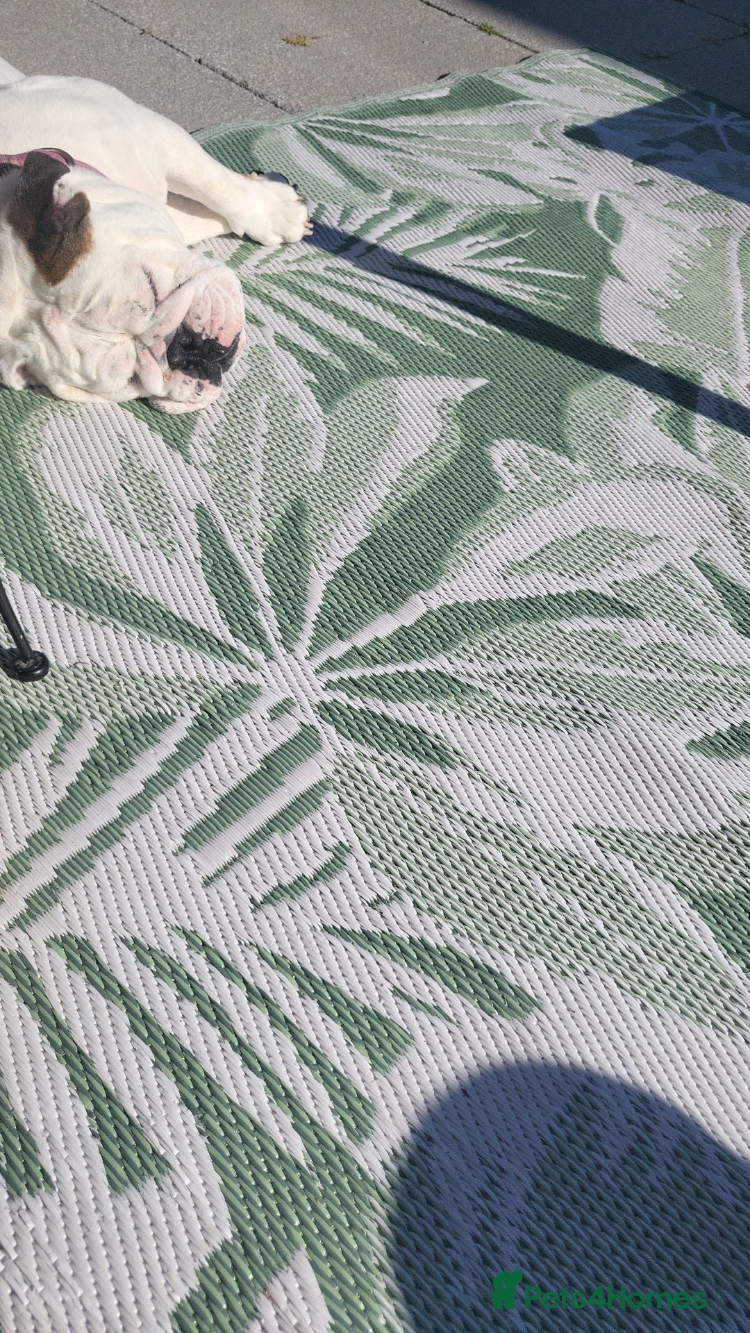 English Bulldog dogs for sale: Beautiful female bulldog 3 years old - Advert 1