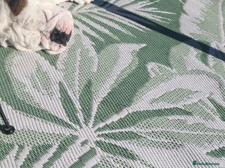 English Bulldog dogs Beautiful female bulldog 3 years old - Advert 3