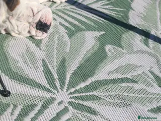 English Bulldog dogs Beautiful female bulldog 3 years old - Advert 8