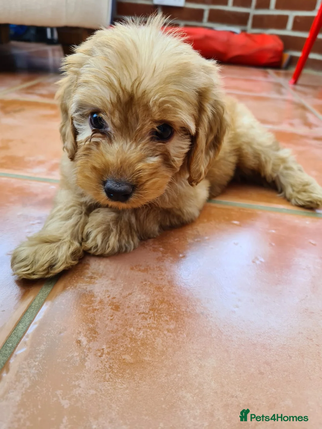 Poodle dogs for stud: Red K.C Reg Miniature Poodle 4 Stud HEALTH TESTED in Chesterfield - Advert 4