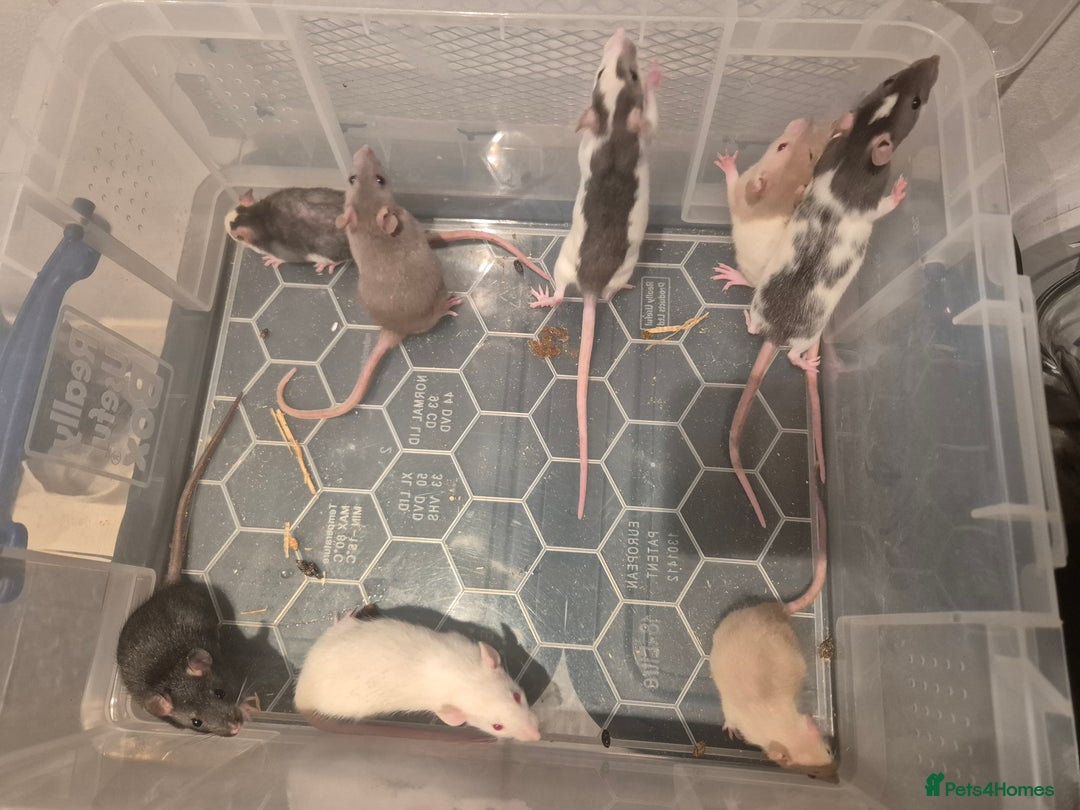 Rat rodents for sale: Various rat - Image 7