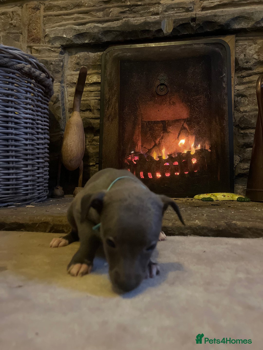 Whippet dogs for sale: Stunning Blue Whippet, white flecks  - Image 12