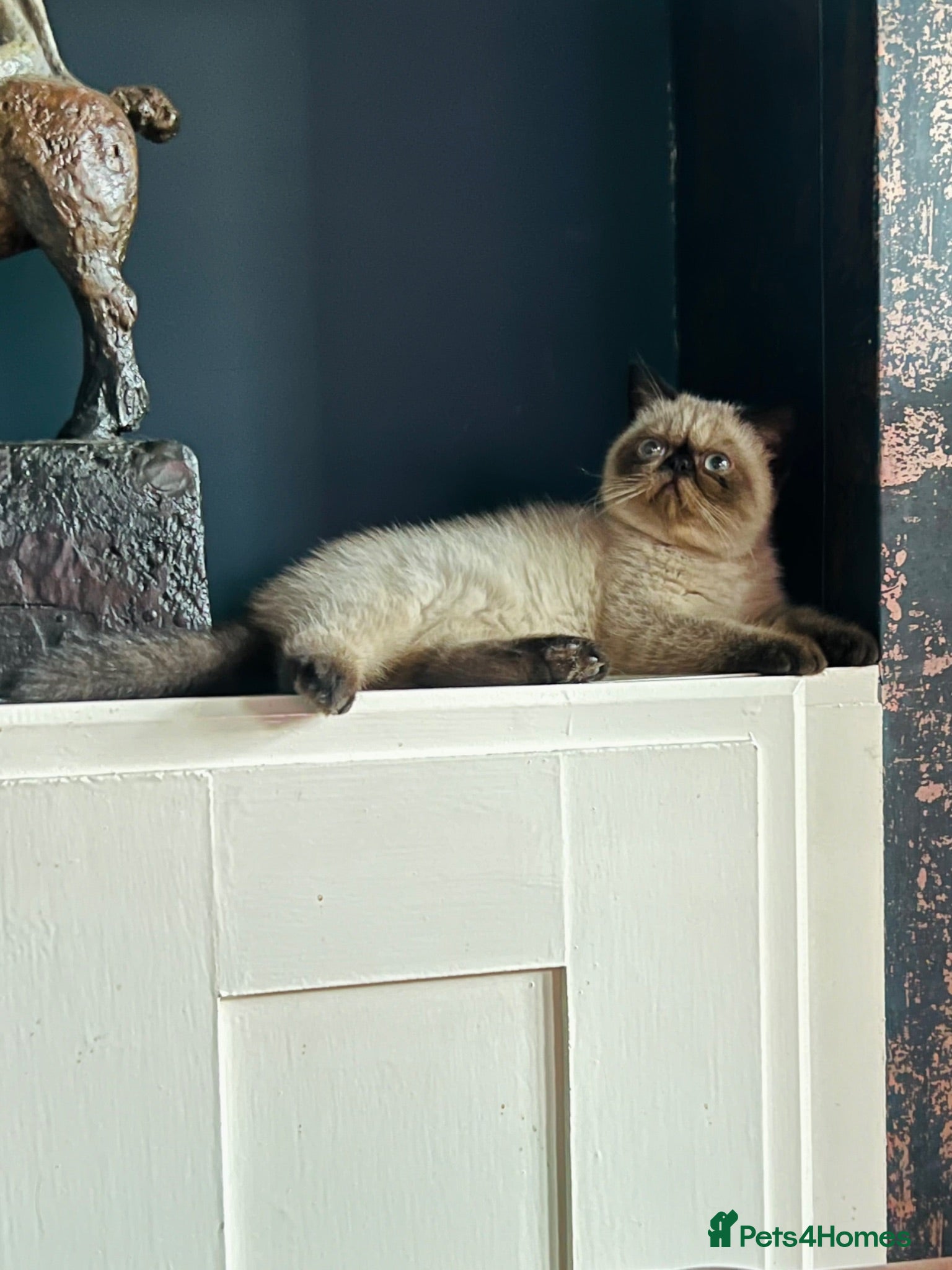 Exotic cats Last remaining Seal Point Female - Advert 4
