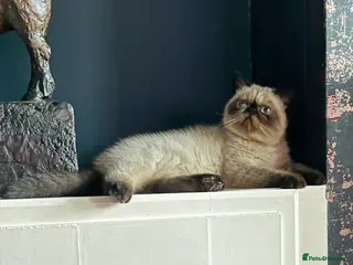 Exotic cats Last remaining Seal Point Female - Advert 4