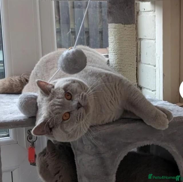 British Shorthair cats Gccf champion  - Advert 14