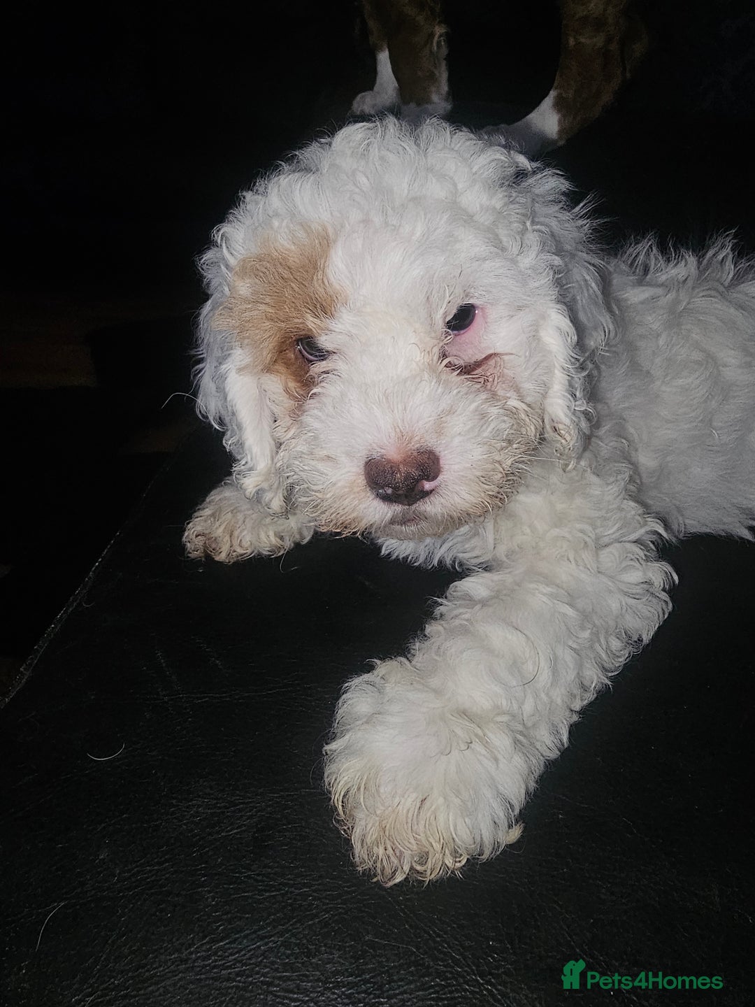 Cockapoo dogs for sale: Ready now! White female cockapoo puppy! - Advert 8