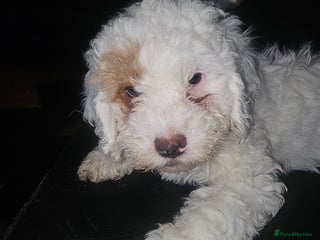 Cockapoo dogs Ready now! White female cockapoo puppy! - Advert 1