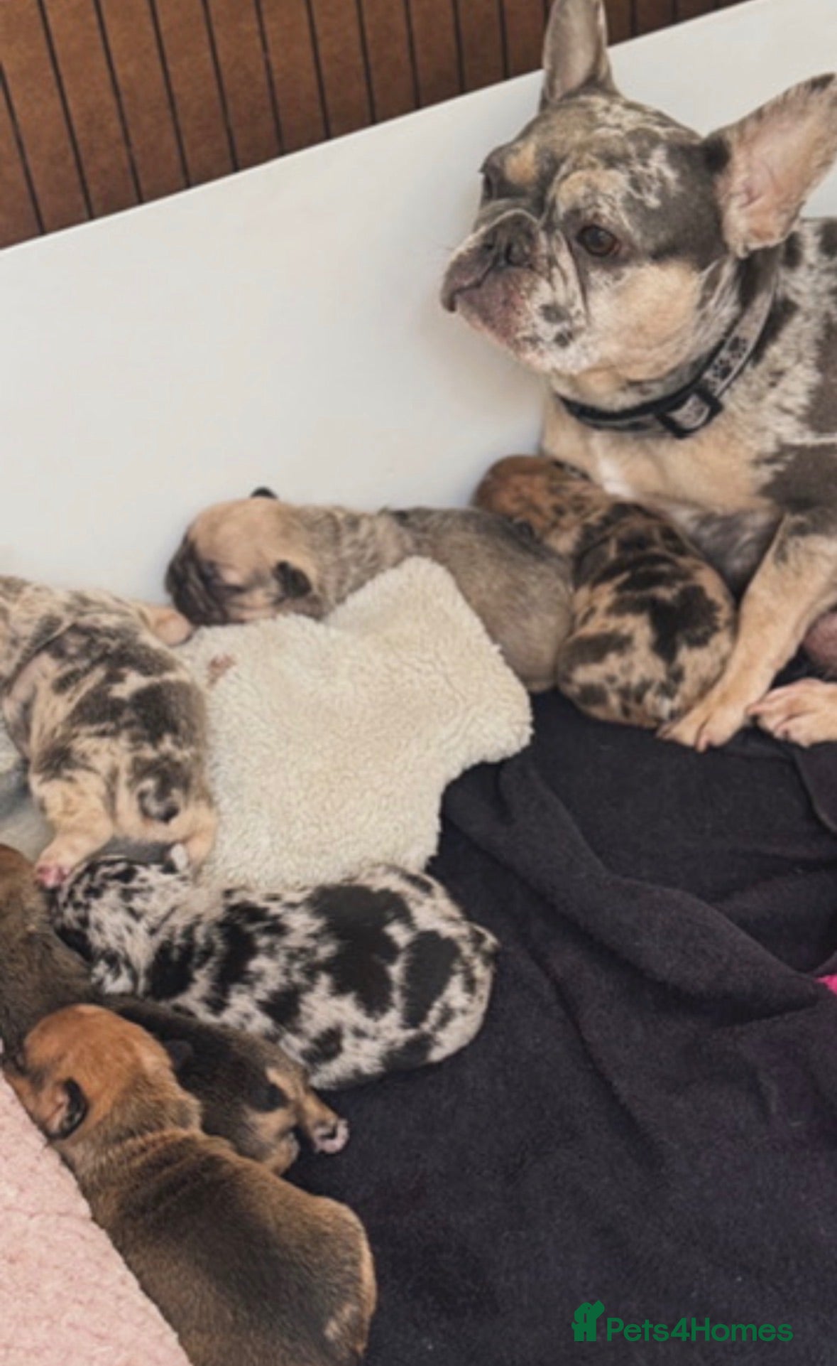 French Bulldog dogs One baby girl available  - Advert 2