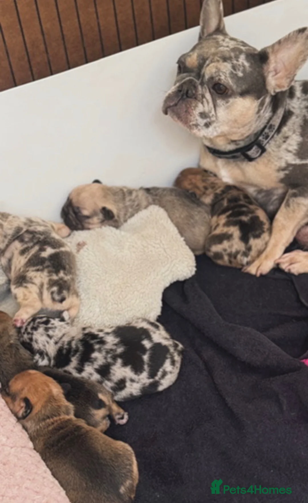 French Bulldog dogs for sale: One baby girl available  - Advert 1