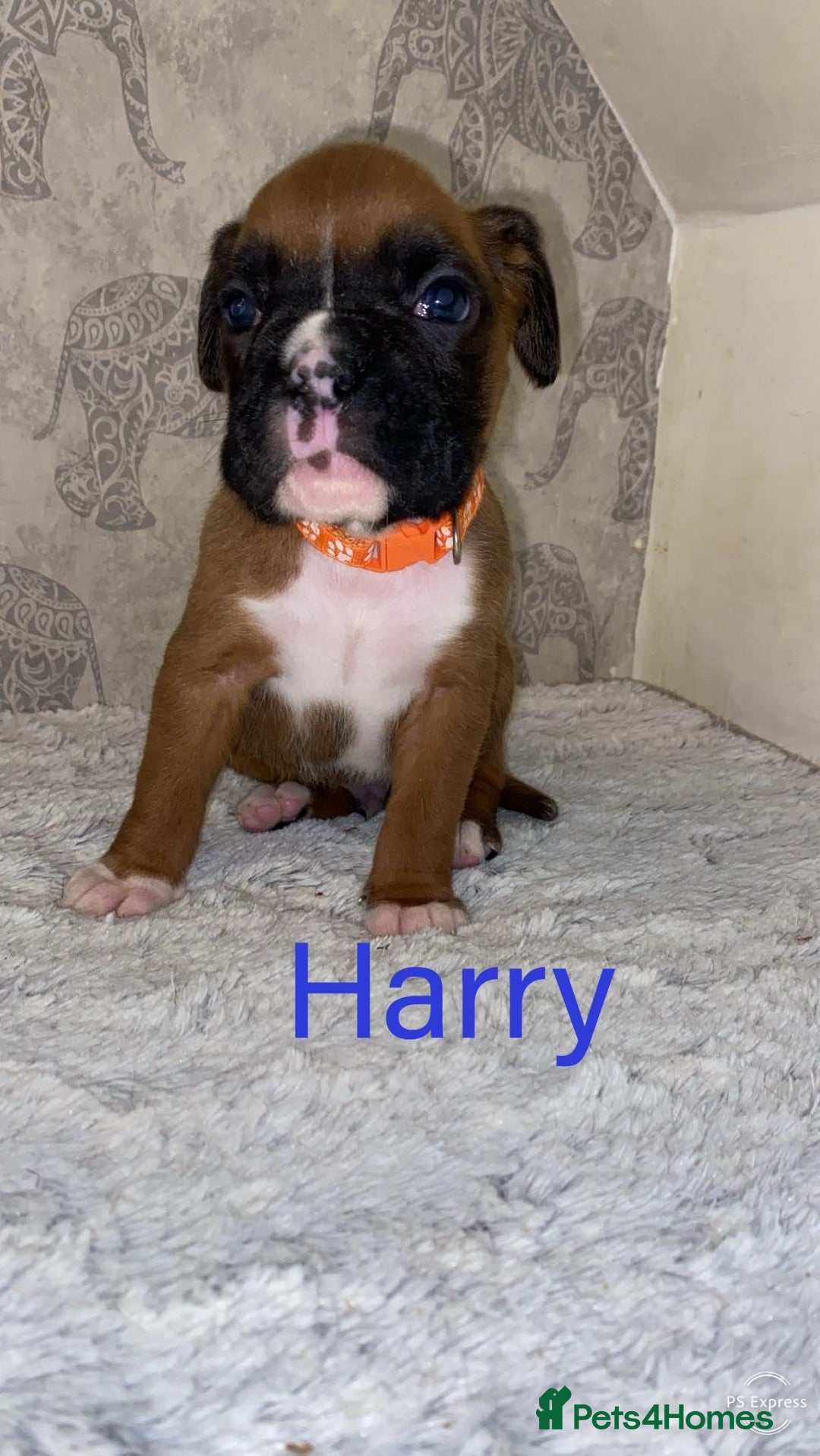 Boxer dogs for sale: Boxer puppies for sale  - Advert 1