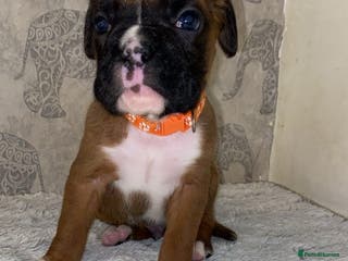 Boxer dogs Boxer puppies for sale - Advert 1