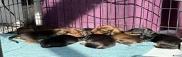 Miniature Dachshund dogs for sale: Miniature Smooth KC reg quality pups  - Advert 7