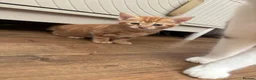 Mixed Breed cats for sale: Kittens  in Ashington - Advert 4