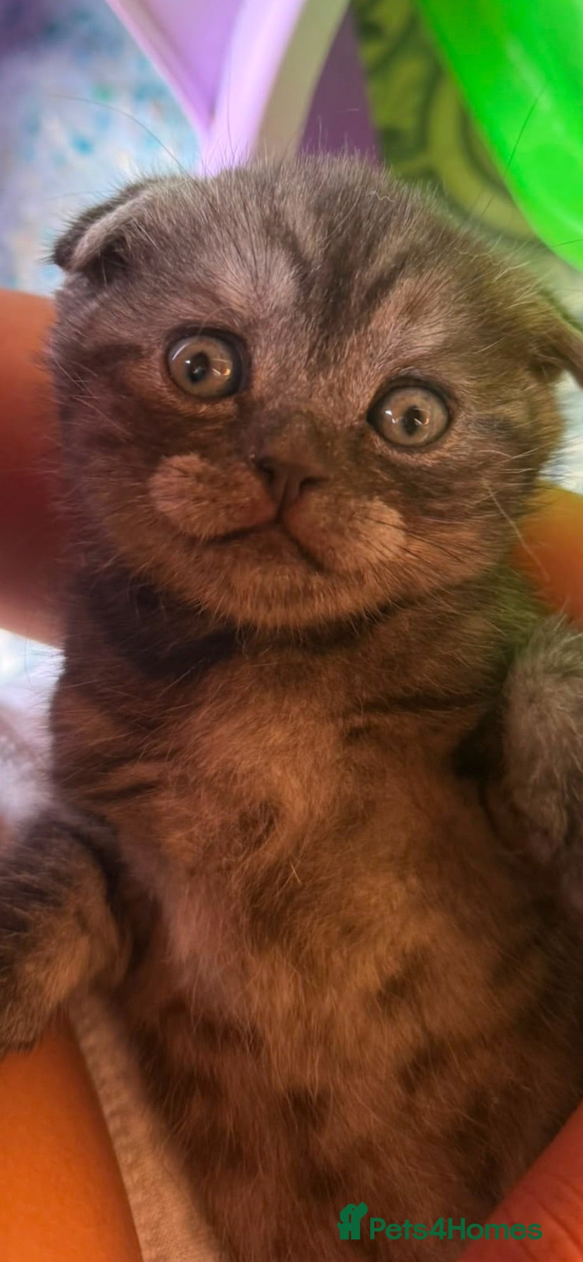 British Shorthair cats BSH/Scottish Fold kittens  - Advert 7