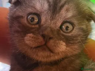 British Shorthair cats BSH/Scottish Fold kittens - Advert 7